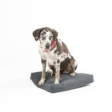 Cuscino per cani per cani di piccola taglia